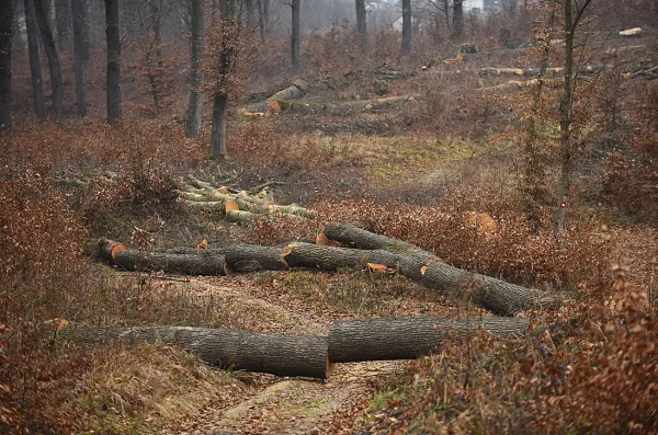 kozjaca suma hrvatske sume (10)