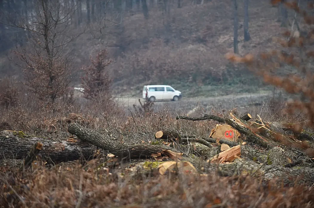 kozjaca suma hrvatske sume (17)