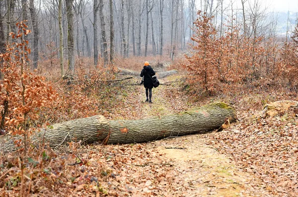 kozjaca suma hrvatske sume (2)