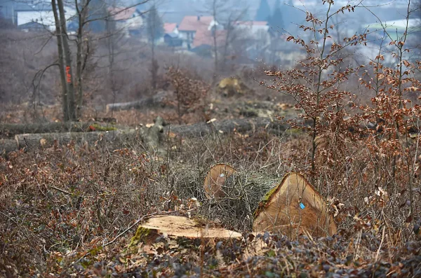 kozjaca suma hrvatske sume (22) kozjaca suma hrvatske sume (22)