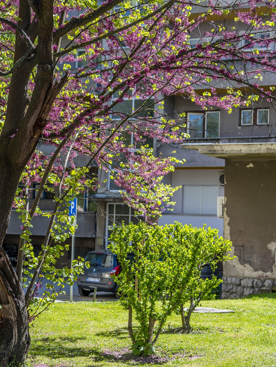 nedjeljna galerija (31)