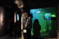 noc muzeja aquatika (1) noc muzeja aquatika (1)