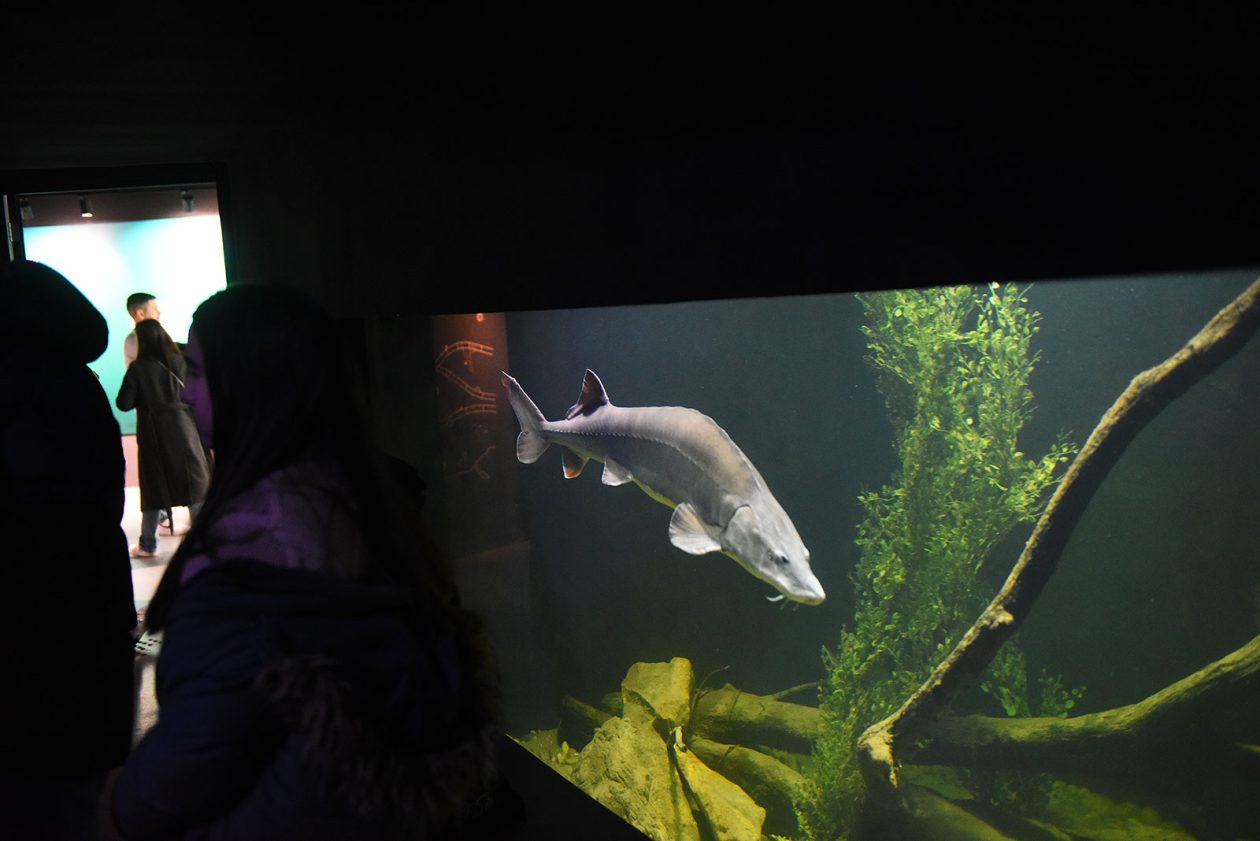 noc muzeja aquatika (4) noc muzeja aquatika (4)