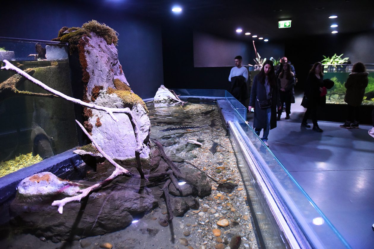 noc muzeja aquatika (8) noc muzeja aquatika (8)