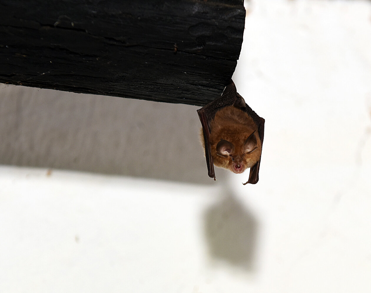 ozalj etno selo (6) ozalj etno selo (6)