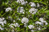 proljece ulicama (15)