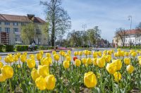 proljece ulicama (2)