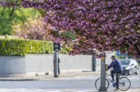 proljece ulicama (5)