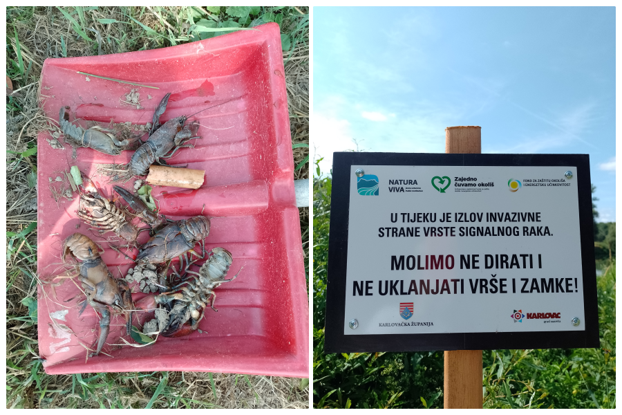 signalni rak signalni rak