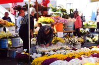 sisvete (5) sisvete (5)