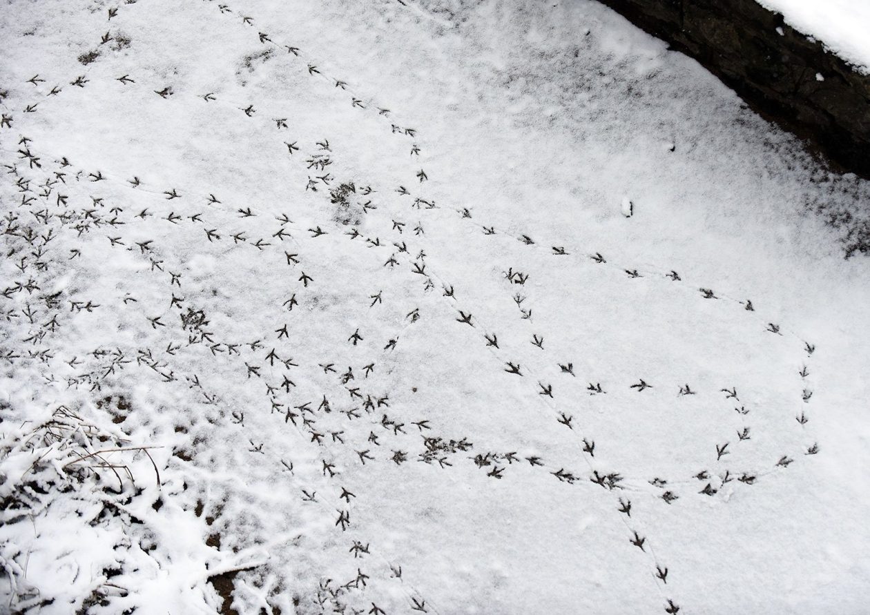 snijeg hladnoca zima (6)