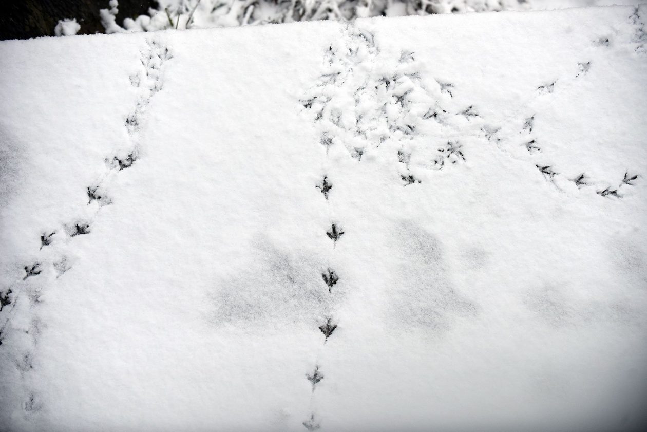 snijeg hladnoca zima (7)