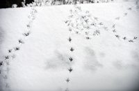 snijeg hladnoca zima (7)