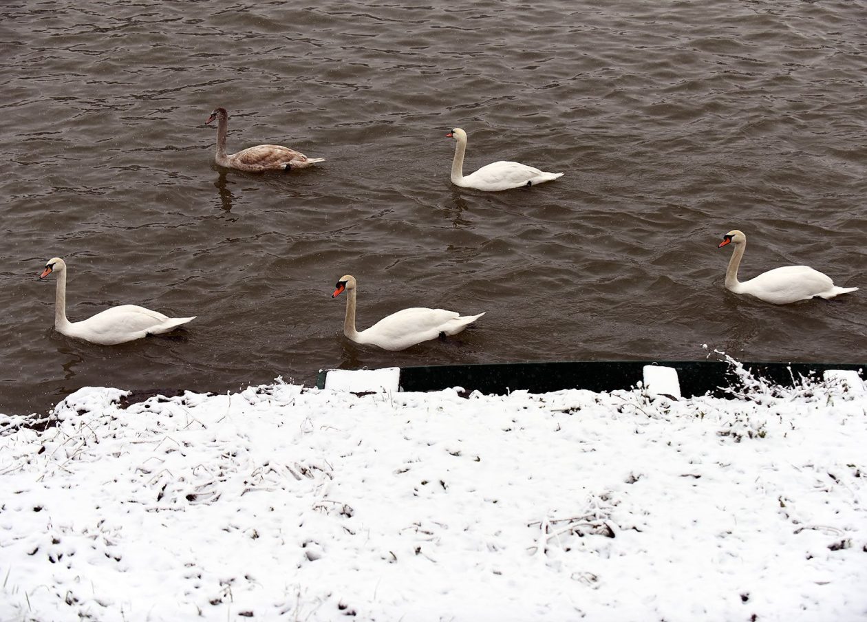 snijeg hladnoca zima (9)