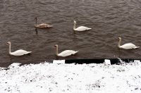 snijeg hladnoca zima (9)