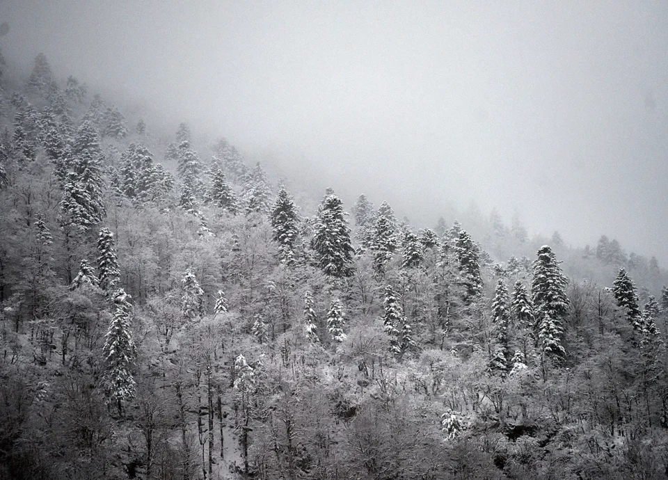 snijeg zima bjelolasica (12)