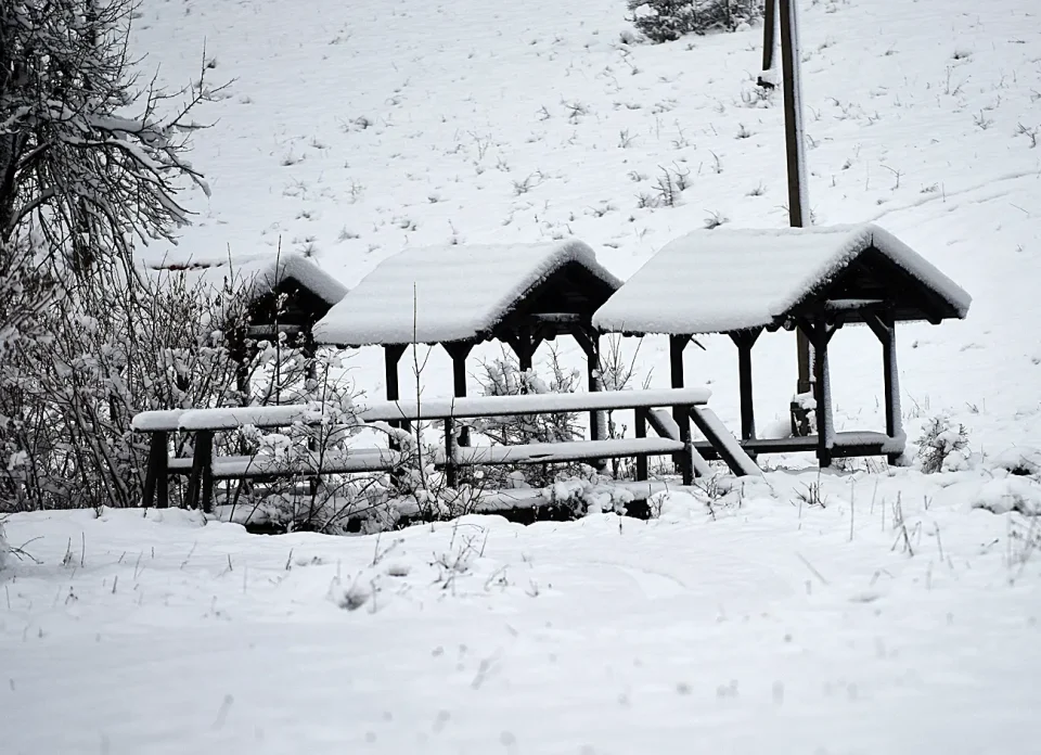 snijeg zima bjelolasica (15)