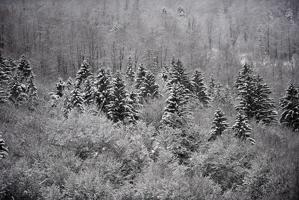 snijeg zima bjelolasica (16)