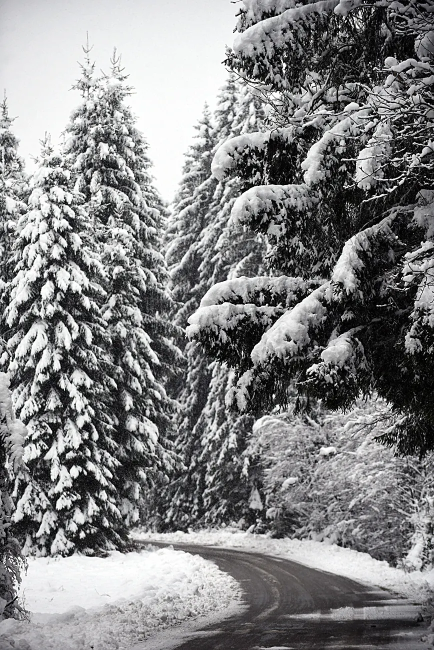 snijeg zima bjelolasica (18)