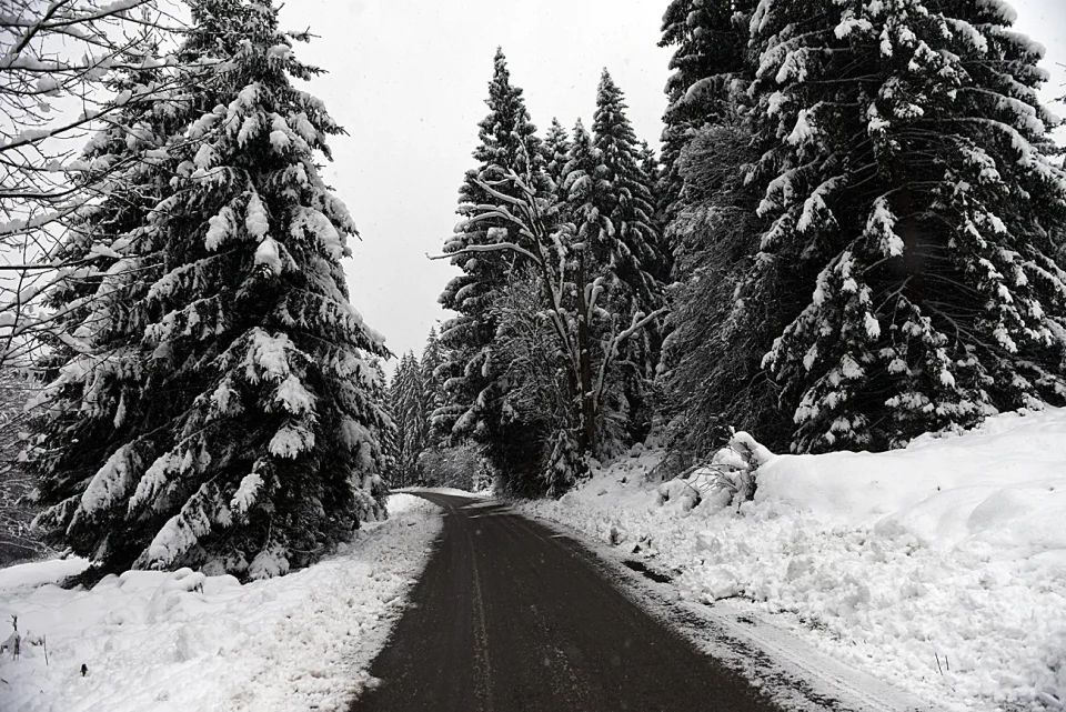 snijeg zima bjelolasica (19)