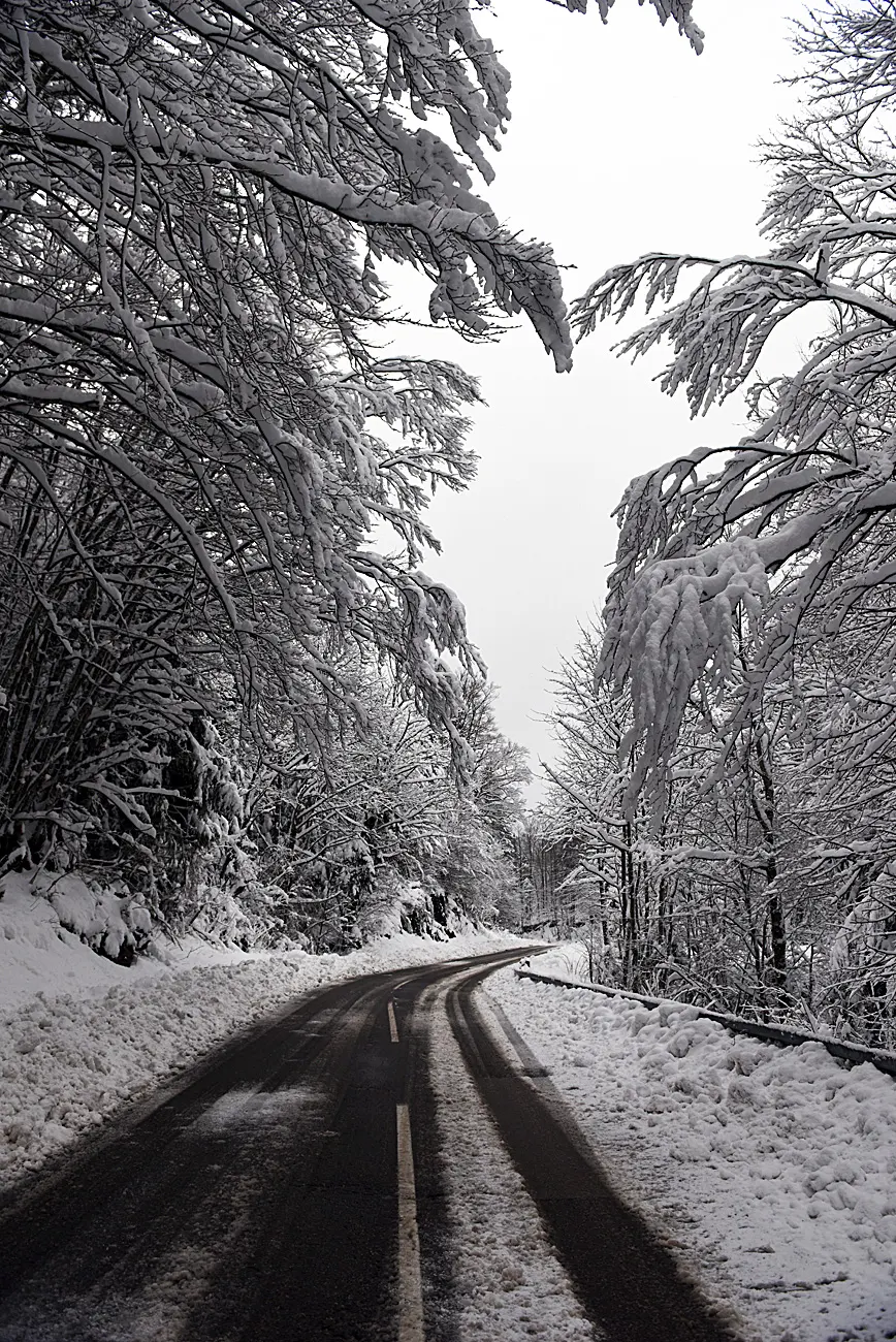 snijeg zima bjelolasica (27)