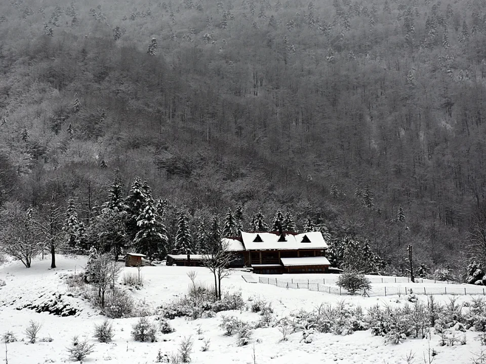 snijeg zima bjelolasica (3)