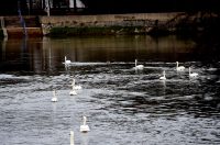 vodostaj korana (11)