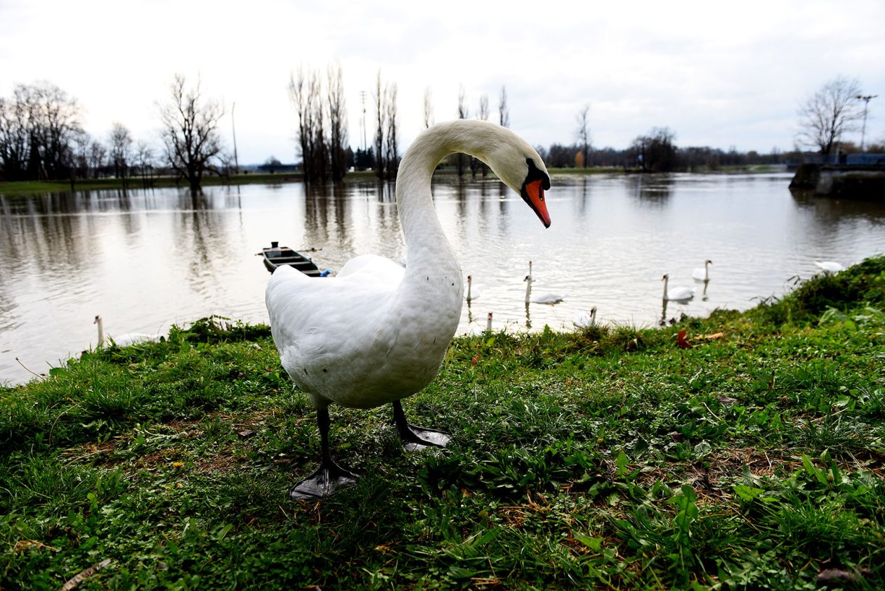 vodostaj korana (21)