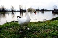 vodostaj korana (21)