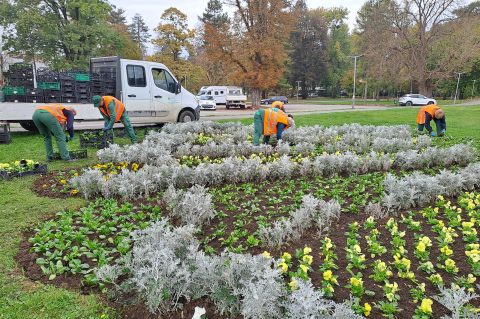zelenilo cvijece (4)
