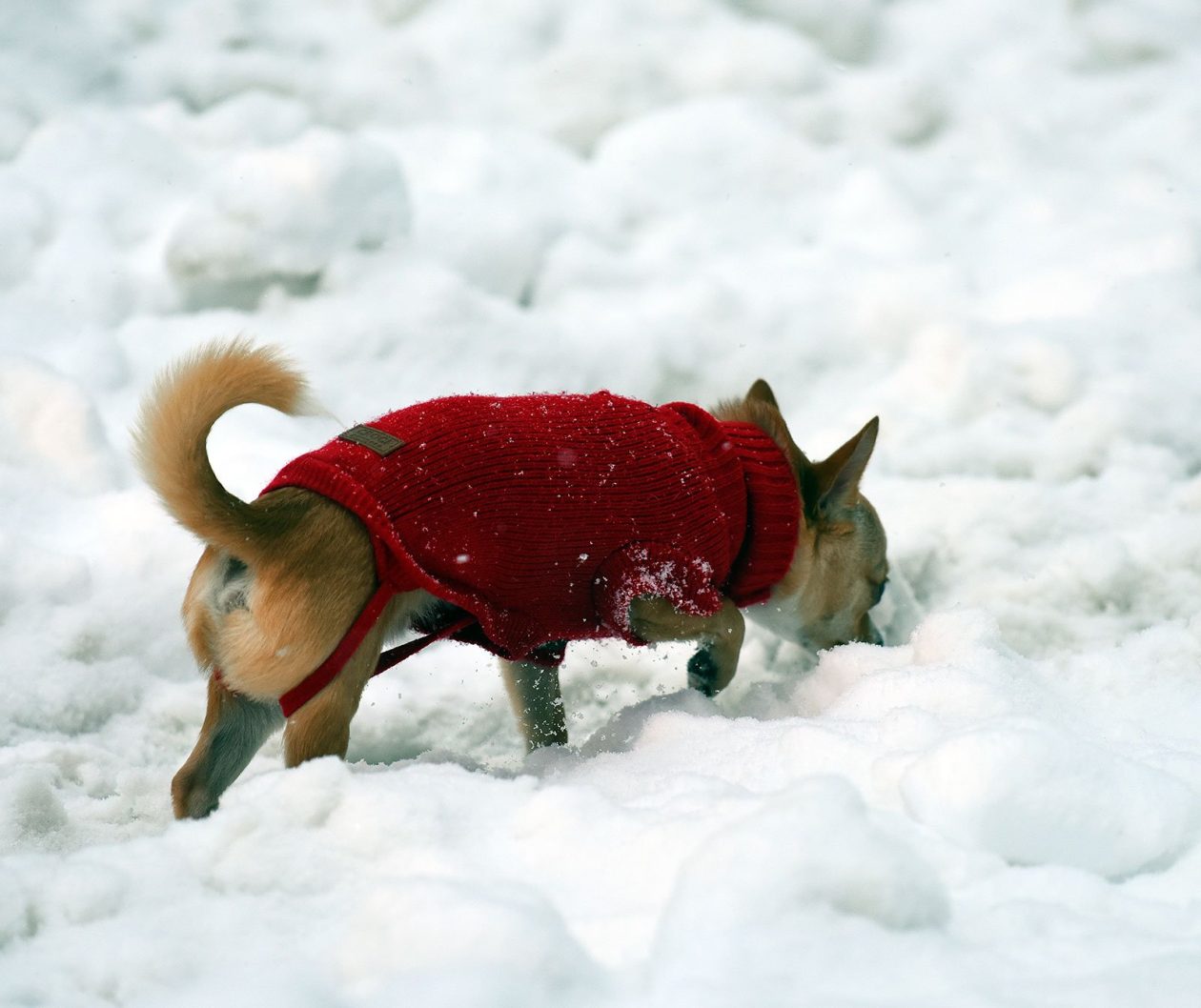 zima snijeg hladnoca (63)